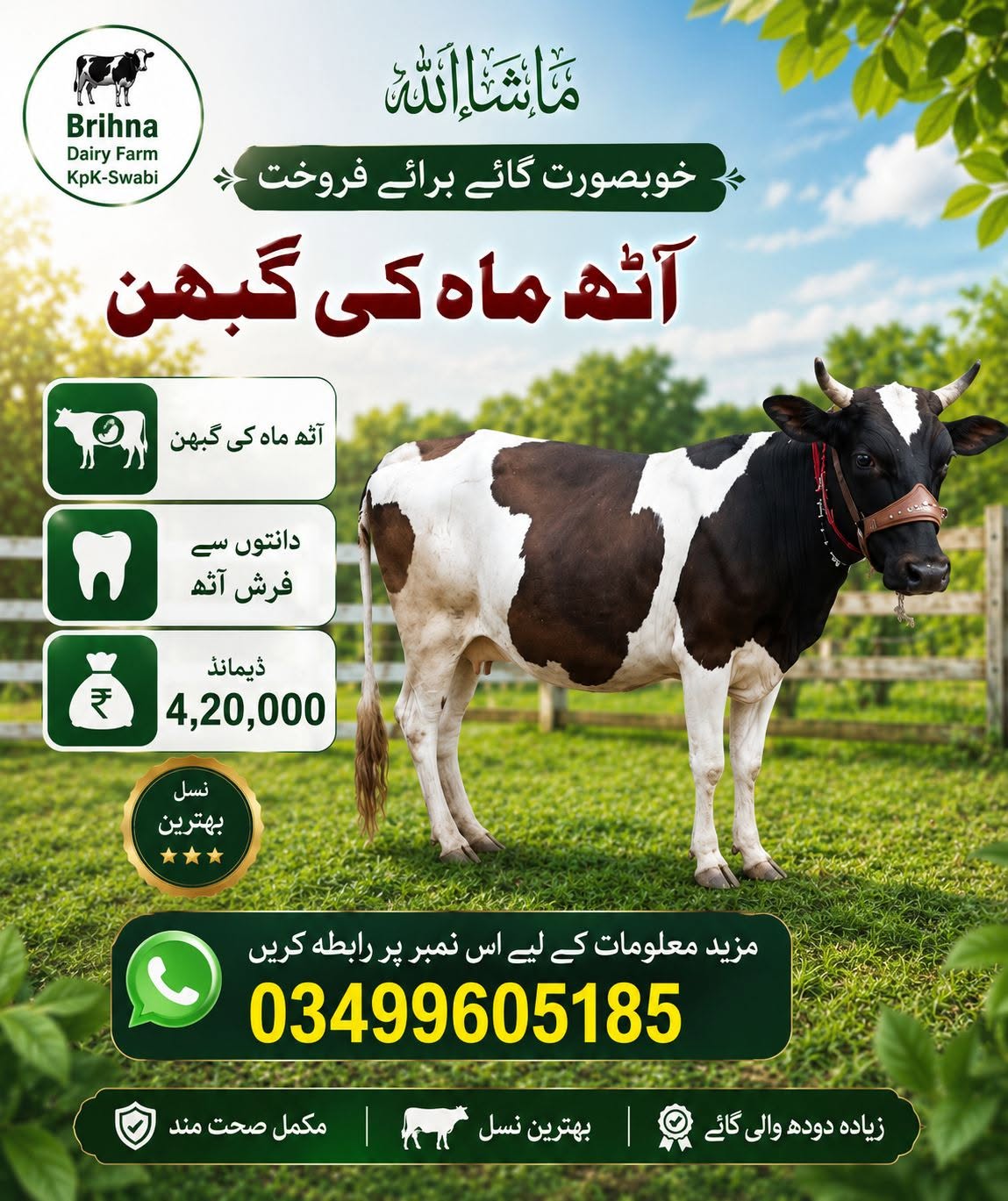 cow for sale in swabi mardan peshawer